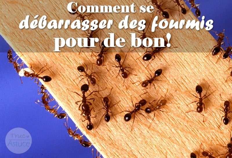 Voici comment vous débarrasser rapidement des fourmis Truc et Astuce
